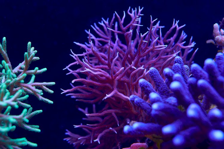 Dünyanın en büyük mercan resifinin yer aldığı ülke hangisidir?